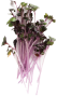 スプラウト