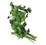 コリアンダー