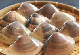 豊洲直送千葉産はまぐり１つ