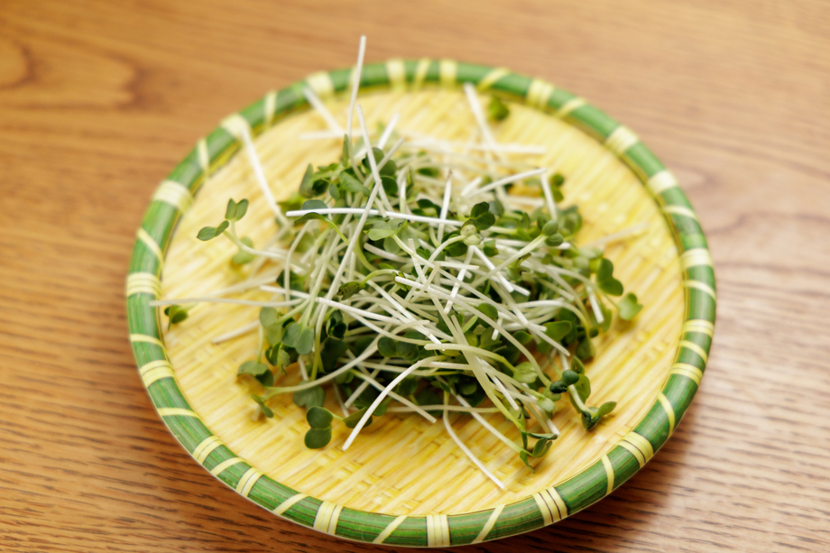 豆苗