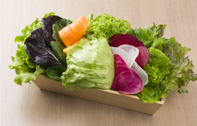 巻き野菜盛り合わせ　(２人前)