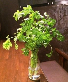 ロケットパクチー