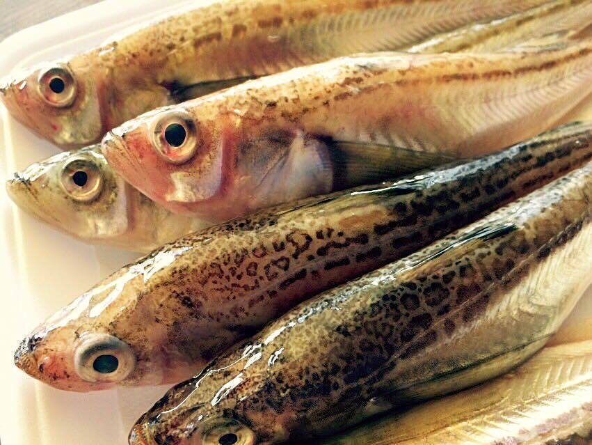 鰰（ハタハタ）の丸焼き（380）