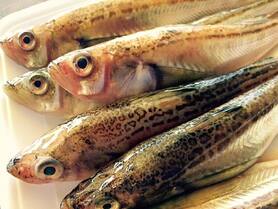 鰰（ハタハタ）の丸焼き