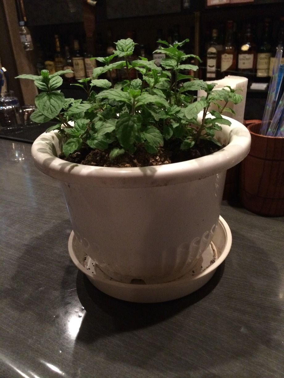 今年も生スペアミントを使用したMojito始まりました（¥750）