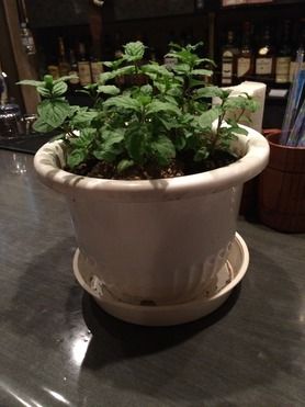 今年も生スペアミントを使用したMojito始まりました