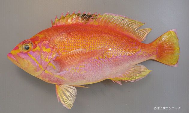 赤伊佐磯のお造り