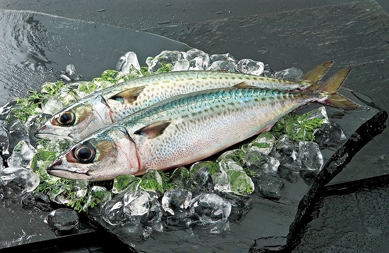 清水さば炙り〆鯖