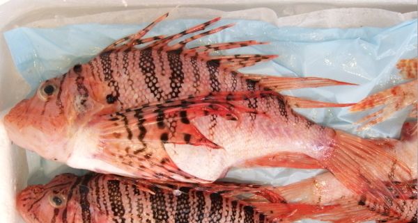 蓑笠子(ミノカサゴ)のお造り