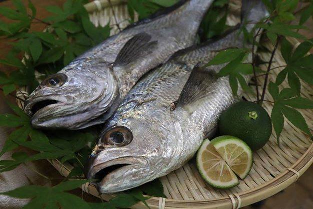 カマガリのお造り