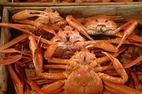 【90分飲放付】紅ズワイガニ一杯付き釜七めぐり　コース(全8品) 通常5500円を→限定価格4500円2名様より  糸魚川産の紅ズワイガニを1人一杯、贅沢に食せるコースとなっております。新潟県沖の真鯛や新潟の地鶏・越乃鶏などの新潟食材も勢ぞろいのかましち宴会コース!!