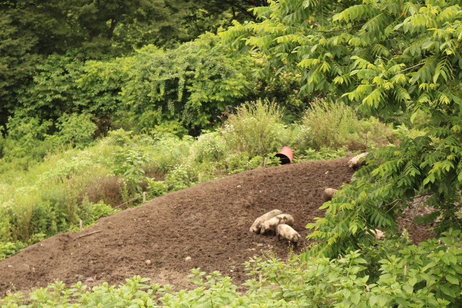 顔のしっかり見える生産者から届く安心安全な食材。　藤原ふぁーむ『安曇野放牧豚』