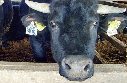 顔のしっかり見える生産者から届く安心安全な食材。　讃岐まんのう　鎌田牧場 鎌田牛