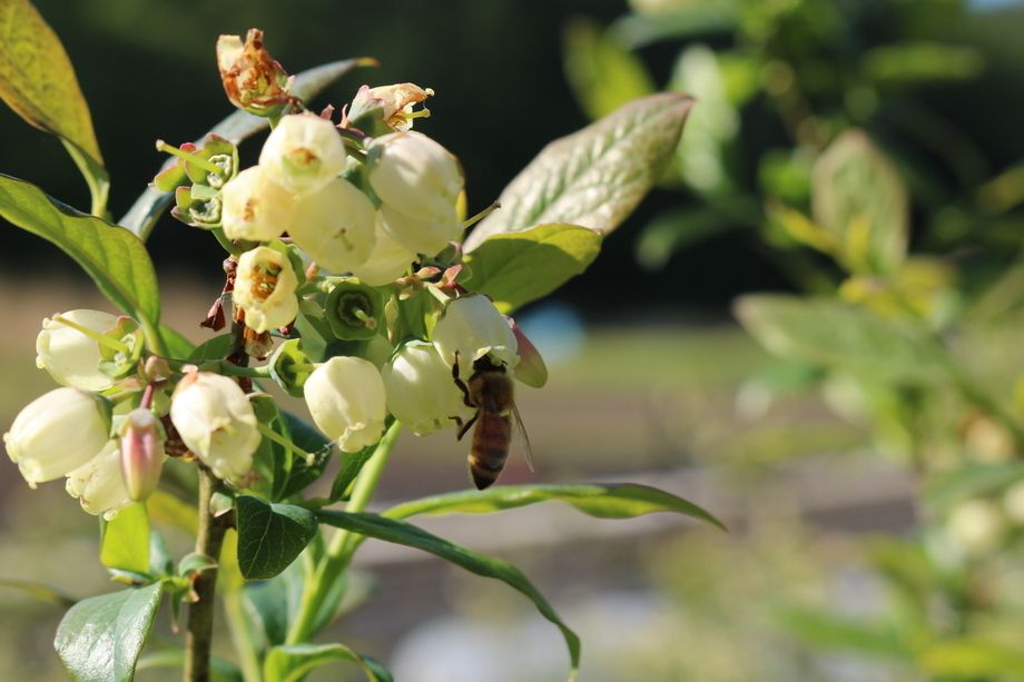 顔のしっかり見える生産者から届く安心安全な食材。　伊藤ブルーベリー農園