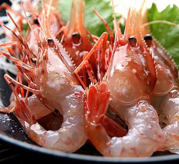 函館直送　活ボタン海老　踊り食い（期間限定）