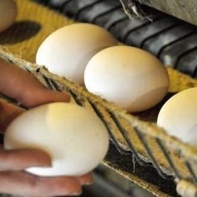 越のきらりの卵かけご飯