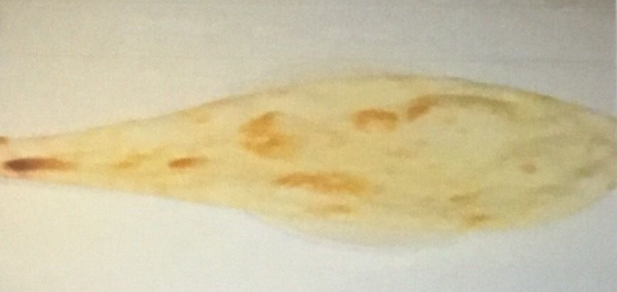 Nan（Plain）（300）