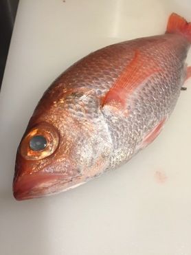 紅瞳（アカムツ、のどぐろ）
