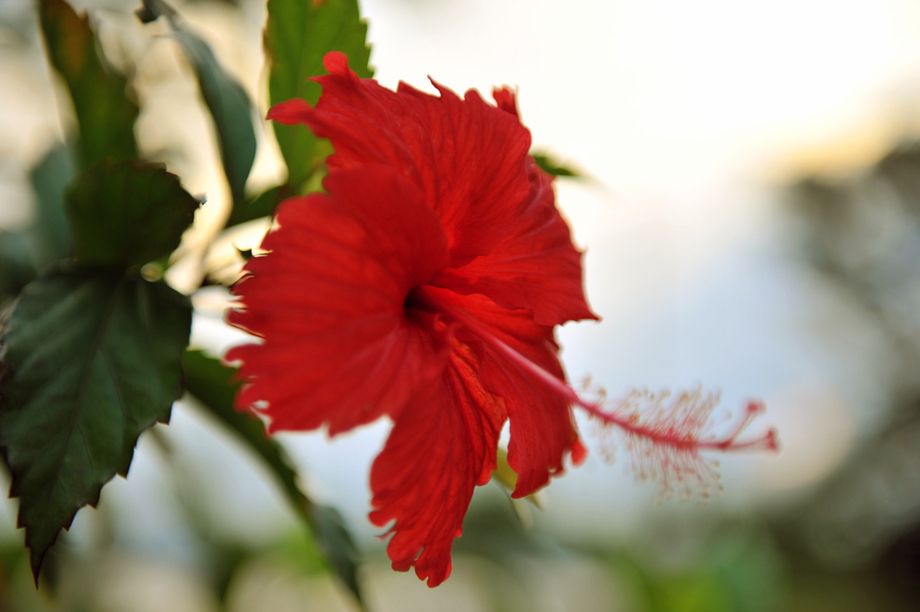 カクテル（1000～1200円）