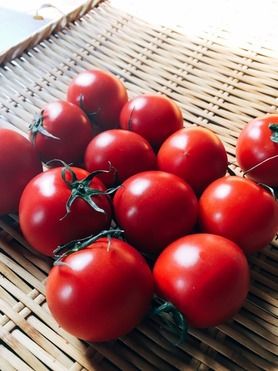 アスリートトマト