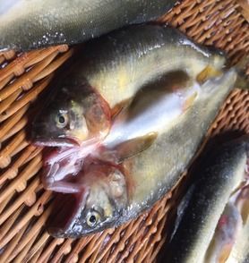 鮎の一夜干し　うるか炭火焼き