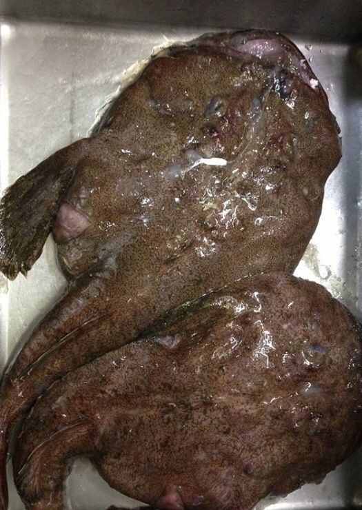 冬の味覚アンコウ、鍋、唐揚げ、あん肝おすすめです。（1500〜）