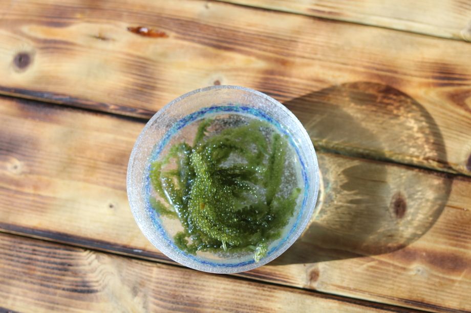 沖縄直送！ミネラルたっぷり海ブドウ！	