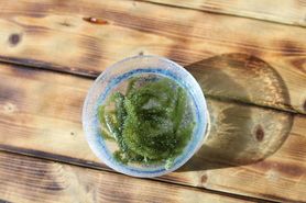 沖縄直送！ミネラルたっぷり海ブドウ！	