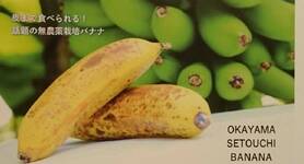 瀬戸内バナナ