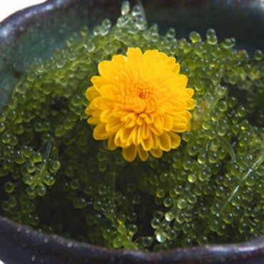 早出しメニュー　2