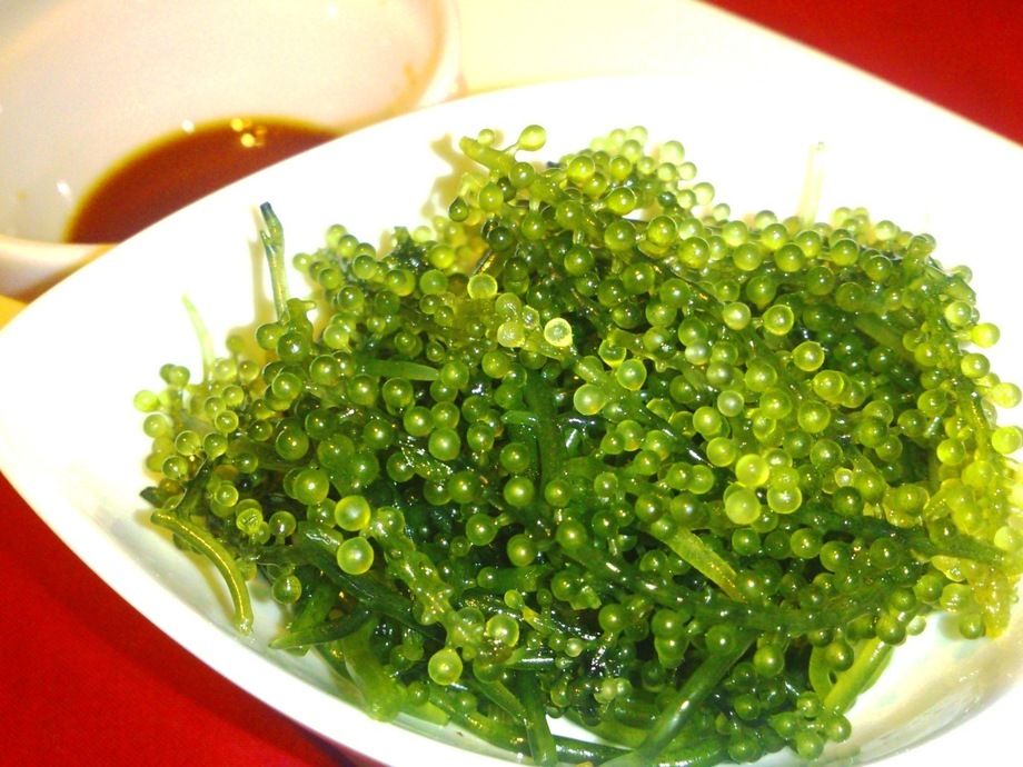 海ぶどう食べ放題プラン