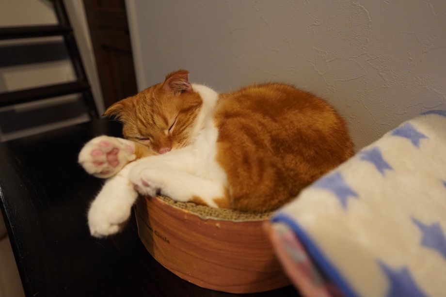 猫カフェ（中学生以上）　60分  1ドリンク付き（1,400円）