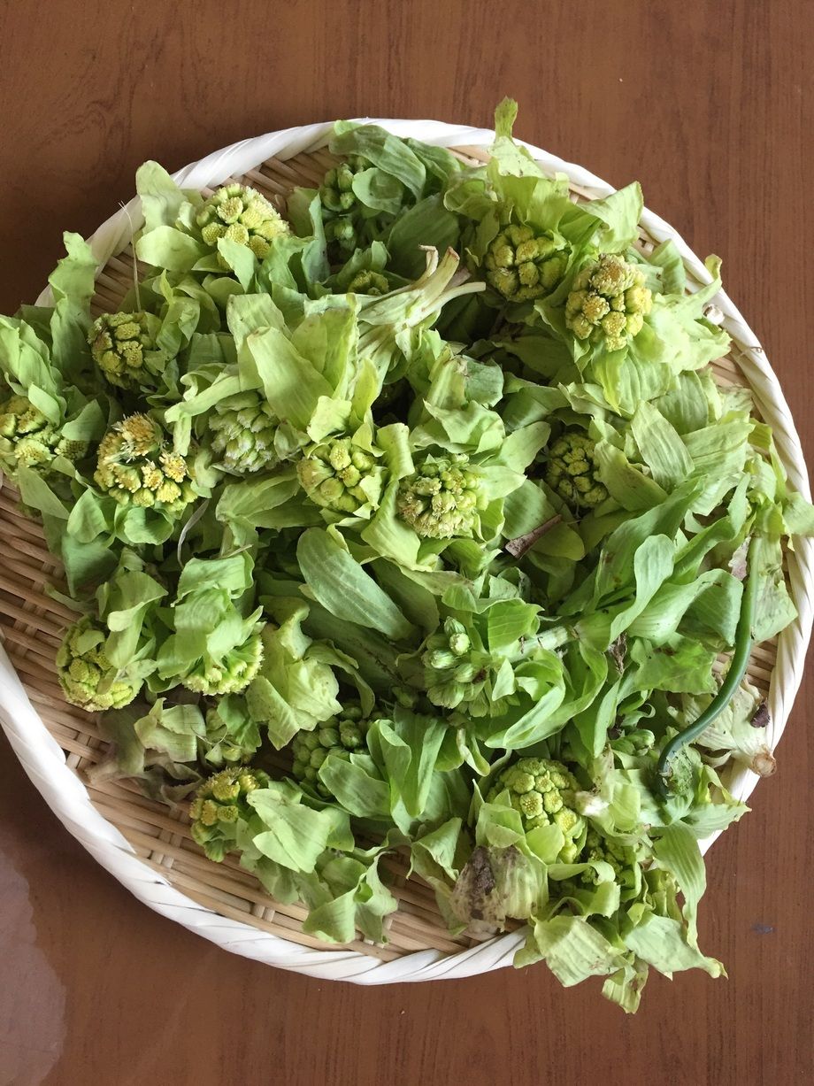 蕗のとう天婦羅（800〜）