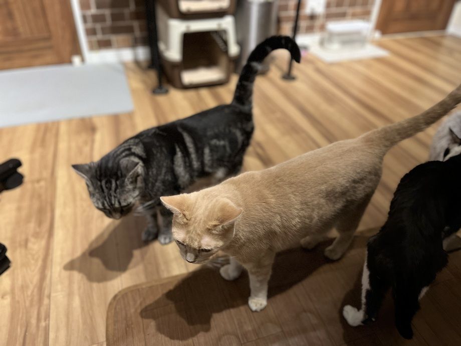 【猫おやつ】お得★ウキウキセット　150円おやつ2個（250）