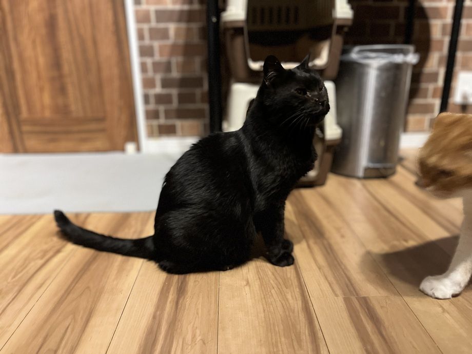 猫カフェ（中学生以上）　90分  1ドリンク付き（1800）