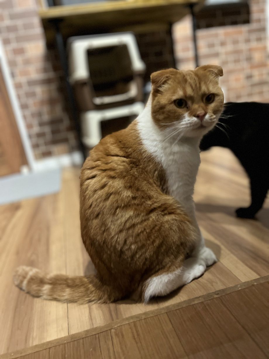 猫カフェ（中学生以上）　120分  1ドリンク付き（2200）