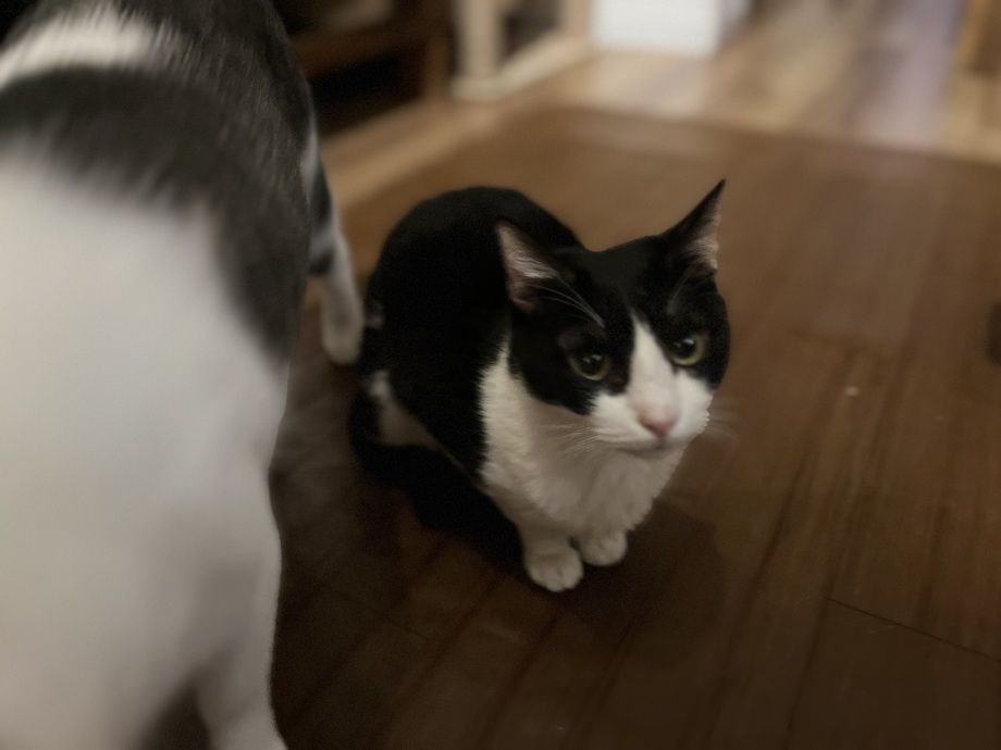 猫カフェ（小学生以下）　30分　1ドリンク付き（700）