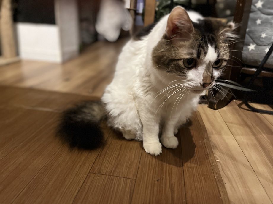 猫カフェ（小学生以下）　90分　1ドリンク付き（1500）