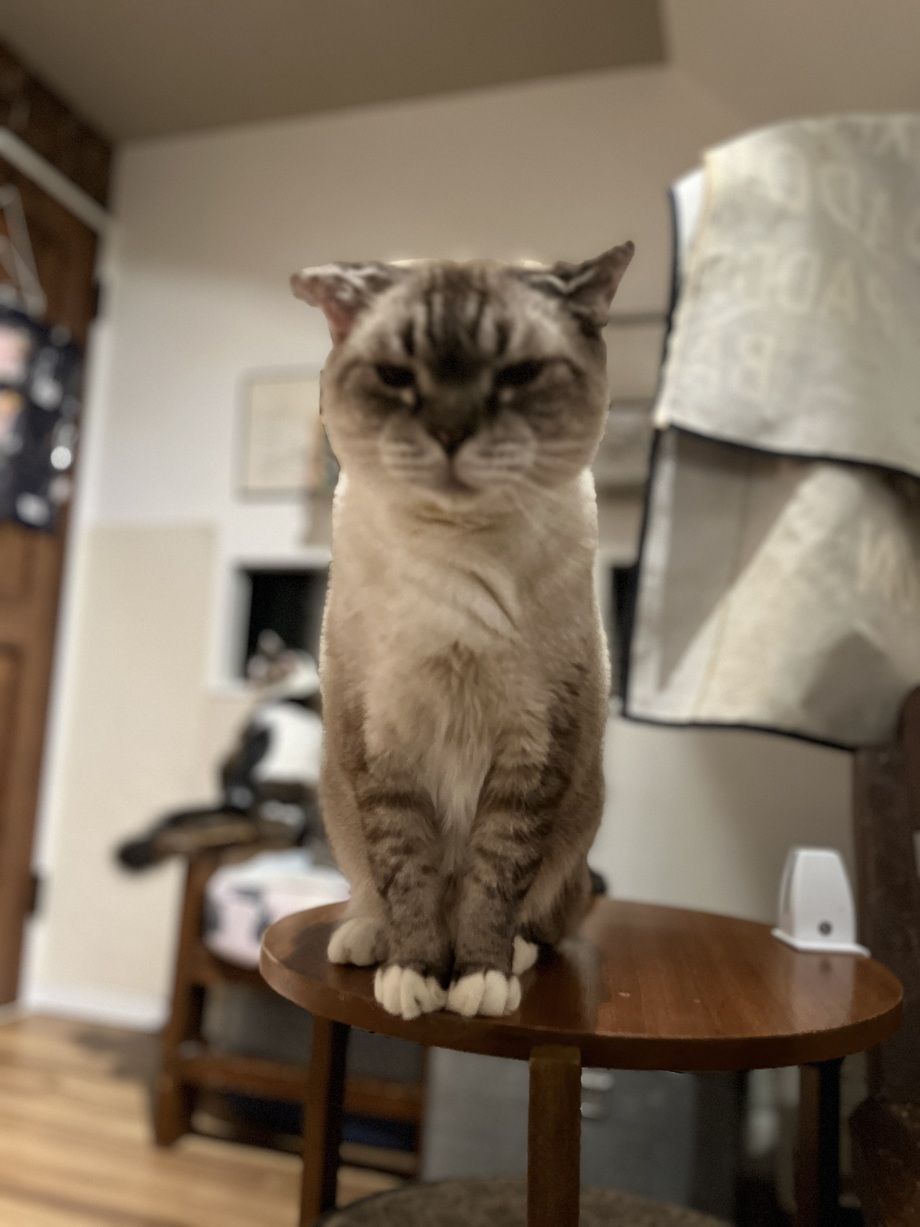 猫カフェ（小学生以下）　120分　1ドリンク付き（1900）