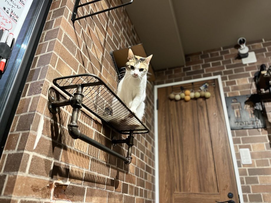 猫カフェ　5分  延長（100）