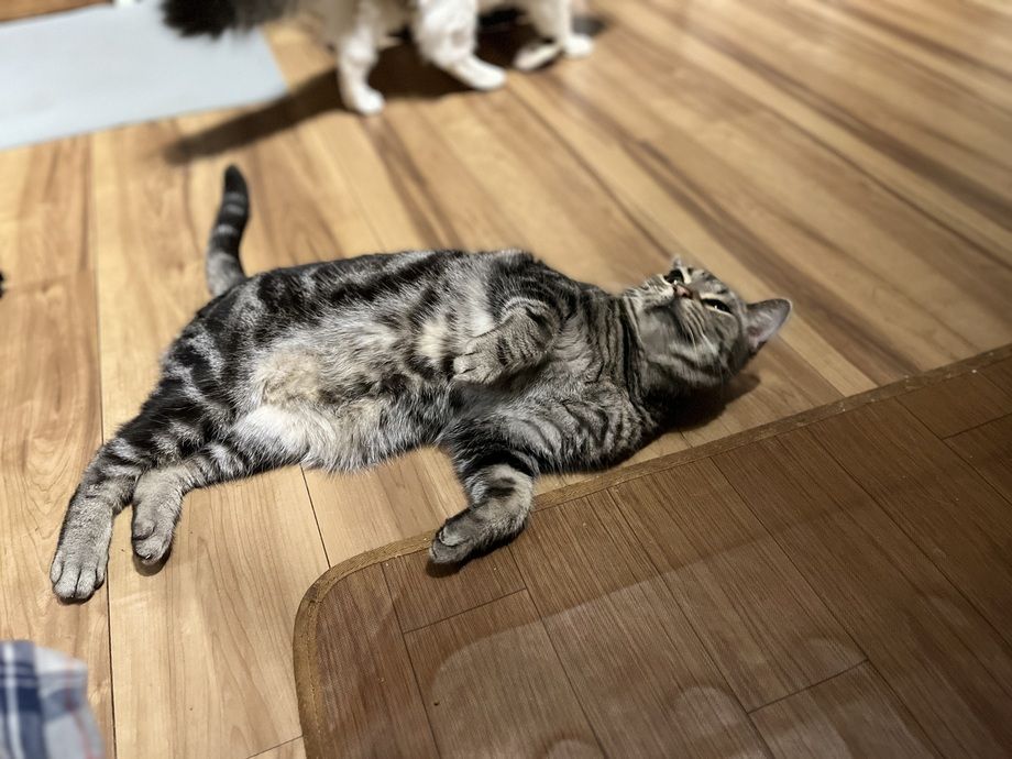 【猫おやつ】お得★ルンルンセット　150円おやつ1個＋300円おやつ1個（400）