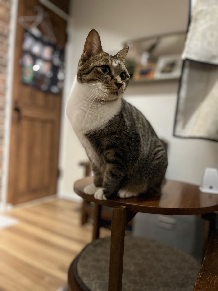 【猫おやつ】お得★モテモテセット　300円おやつ２個（500）