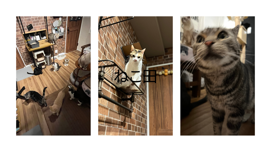 【猫おやつ】お得★ウハウハセット　150円おやつ２個＋300円おやつ1個（500）