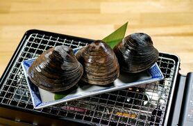 数量限定！ホンビノス(1個)