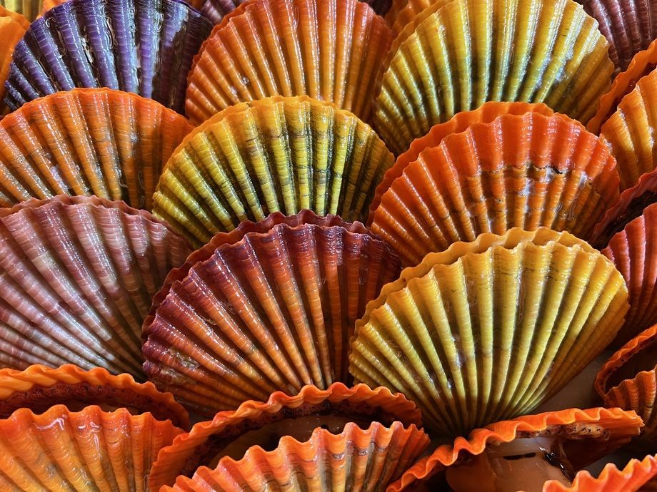 カラフル！ヒオウギ貝