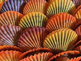 カラフル！ヒオウギ貝