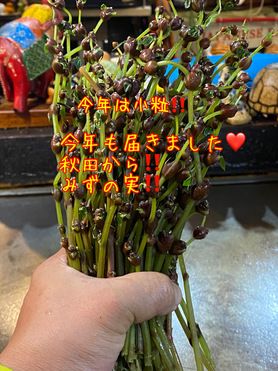 みずの実の浅漬け