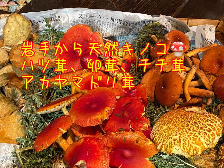 岩手天然キノコ