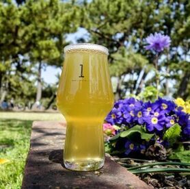 SFT(ジューシー・ケルシュ)