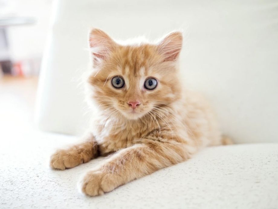 猫／ホテル（4,000円(税込)／24H）